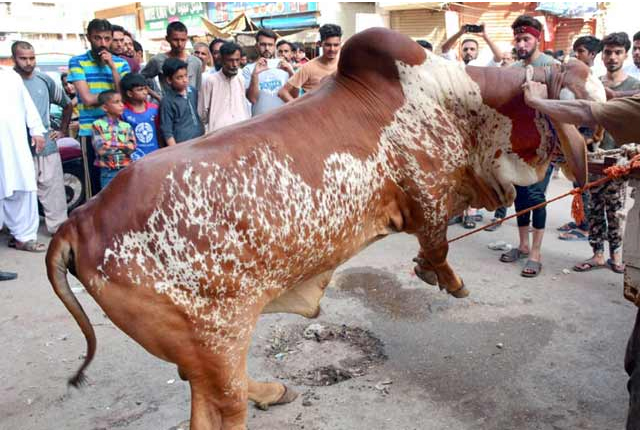 عید الاضحی کے دوسرے دن بھی ملک بھر میں سنت ابراہیمی کی ادائیگی