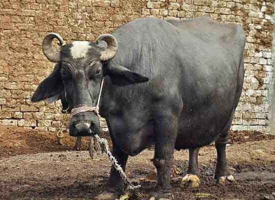 ٹوبہ ٹیک سنگھ میں مخالفین نے بھینس کی ٹانگیں توڑ دیں