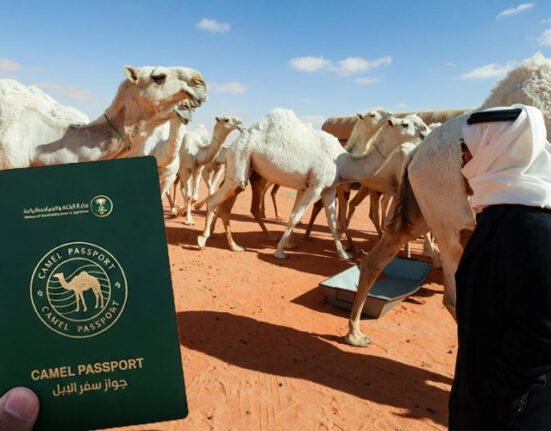 سعودی عرب نے اونٹوں کو پاسپورٹ جاری کرنے کا اعلان کر دیا
