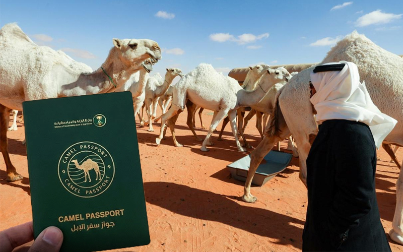 سعودی عرب نے اونٹوں کو پاسپورٹ جاری کرنے کا اعلان کر دیا