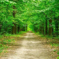 مارگلہ جنگل کی بحالی کا عزم! مریم نواز کا سرسبز پاکستان ویژن، ٹیکسلا میں شجرکاری مہم میں نوجوانوں کی بھرپور شرکت