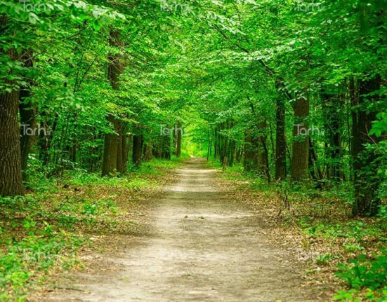 مارگلہ جنگل کی بحالی کا عزم! مریم نواز کا سرسبز پاکستان ویژن، ٹیکسلا میں شجرکاری مہم میں نوجوانوں کی بھرپور شرکت